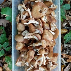 Jiřina na vrcholu Na Křižíku S (11.10.2022 11:45)