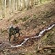 Ogondraga na vrcholu Velká Stolová (1.5.2019 14:30)