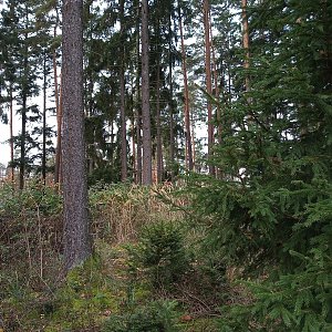 VěrkaN na vrcholu Sosnovec S vrchol I (29.10.2022 10:35)