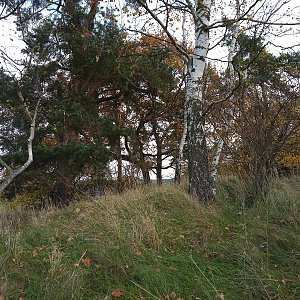 VěrkaN na vrcholu Staradov (29.10.2022 11:57)