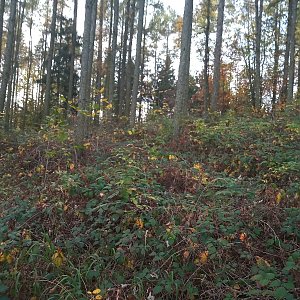 VěrkaN na vrcholu Zadní Výhledy (29.10.2022 17:11)