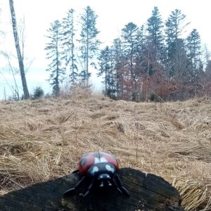 Jiřina on the summit of Kančí vrch (9.2.2025 15:56)
