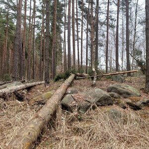 Nojby on the summit of Rájecký Špičák J (23.2.2024 11:32)