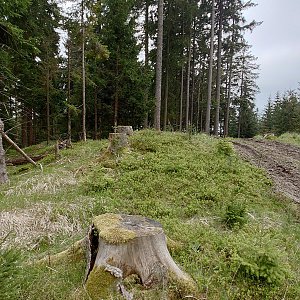 Nojby on the summit of Lesný J (16.5.2023 14:13)