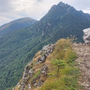 Kaktus na vrcholu Malý Rozsutec V (13.9.2026 12:28)