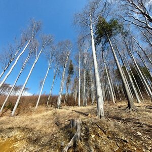 Mykas na vrcholu Kopřivná (22.3.2024 11:25)