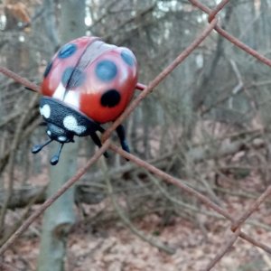 Jiřina na vrcholu Zrubenec (21.12.2024 14:52)