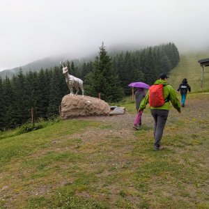 krupjan na vrcholu Černava (7.7.2025 13:07)