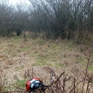 Jiřina na vrcholu Bakoňarský kopec (14.2.2023)
