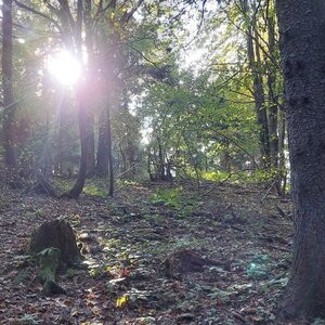 Mykas na vrcholu Malý Javorník (12.10.2024 15:20)