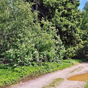 Jan na vrcholu Šibeniční vrch (7.6.2026 14:32)