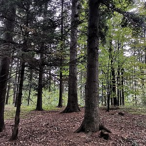 Šárka na vrcholu Hůrky (28.9.2022 14:53)