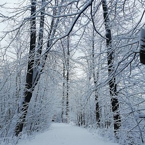 Baajaa na vrcholu Bílá hora (14.1.2021 8:35)
