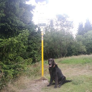 Zubajz na vrcholu Javorový vrch (27.7.2019 9:39)
