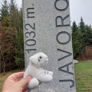 Mykas na vrcholu Javorový vrch (18.4.2025 14:29)