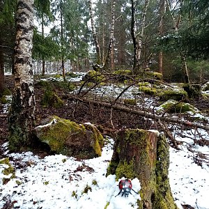 Křižanovská vrchovina