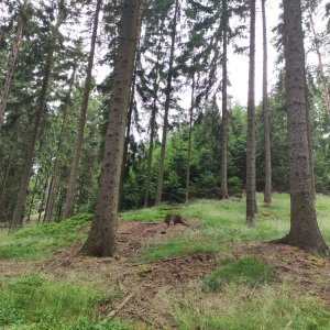 Vratislav Sejkora na vrcholu Strážný vrch (24.6.2025 15:26)