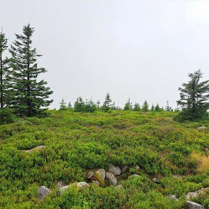 Horalka Anička on the summit of Sine Skałki (13.7.2024 12:15)