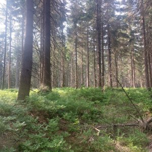 Cyklista 73 na vrcholu Dzial Izerski (22.6.2023 8:28)