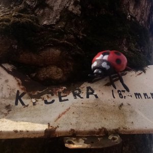 Jiřina na vrcholu Kyčera (15.3.2026 11:14)