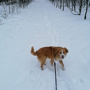 Raza na vrcholu Kyčera (13.1.2021 15:56)