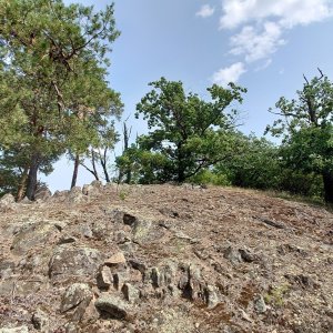 Nojby on the summit of Nad Bílým křížem (4.7.2023 12:01)