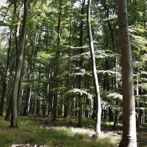 Hancula na vrcholu Lysá hora (1.8.2023 11:52)