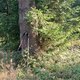 Milda na vrcholu Frňovské