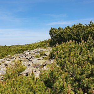 Ivo on the summit of Kostolíky (22.6.2025 13:44)