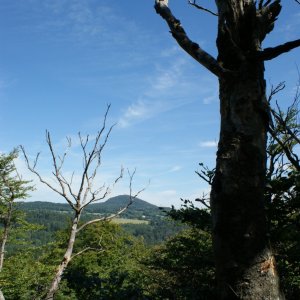Holi on the summit of Suchý vrch V (12.8.2023 12:39)