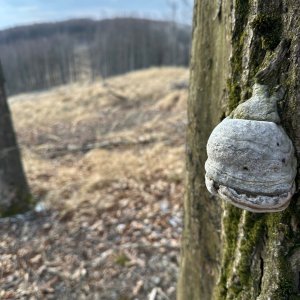 akam na vrcholu Javorník (8.2.2025 14:18)