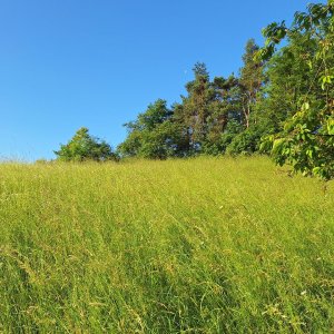 Cyklista 73 na vrcholu Buchtův kopeček (17.6.2025 7:08)