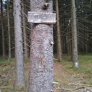 Ursus on the summit of Smrčina (22.4.2023 16:02)