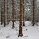 Šárka na vrcholu Kozlanka