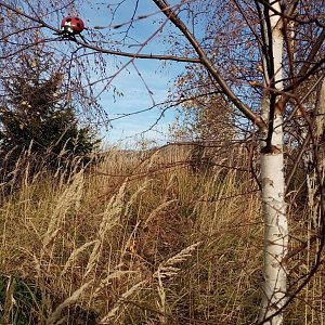 Jiřina na vrcholu Čupel (1.11.2022 13:04)