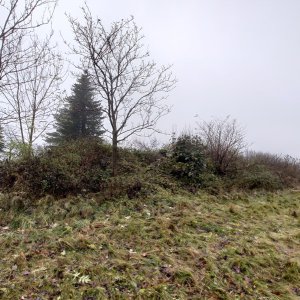 Nojby on the summit of Allee (21.11.2023 14:02)