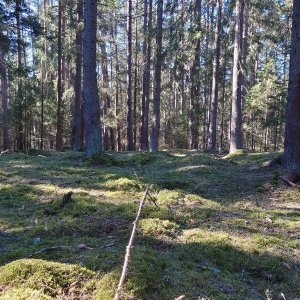 Nojby na vrcholu Nad Lobezským údolím (3.4.2025 10:10)