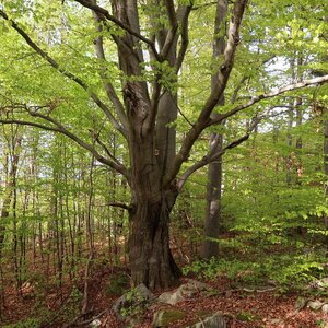 Bouřka na vrcholu Za humny (26.4.2024 17:39)