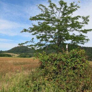 ZdenkaV on the summit of Chrastě (7.8.2024)