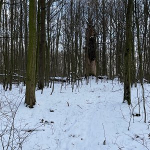 Mertelici na tripu na vrcholu Blanická stráň (1.1.2026 11:24)