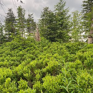 TerezKn na vrcholu Nad Kršlí (13.6.2021 1:00)