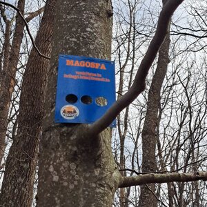 Horalka Anička na vrcholu Magosfa (30.3.2024 12:23)