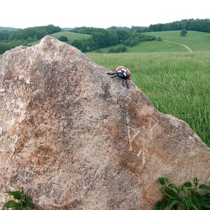 Jiřina na vrcholu Na Vrších (5.5.2024 16:46)