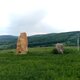 Jiřina na vrcholu Na Vrších (5.5.2024)