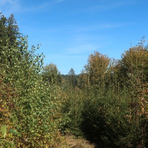 Bouřka on the summit of Jakubův kopec (29.9.2026 13:36)