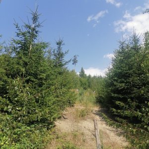 Zdena Trommler na vrcholu Bzovka (19.7.2023 11:17)