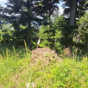 Horalka Anička na vrcholu Marusov vrch (29.6.2024 13:19)