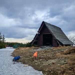 Šárka na vrcholu Małe Skrzyczne V (15.3.2026 13:51)