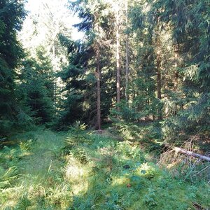 Nojby na vrcholu Bernecker (30.7.2024 9:19)