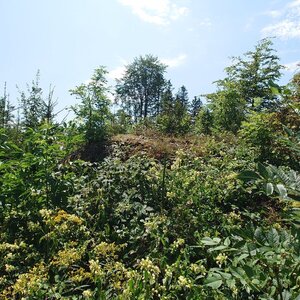 Nojby on the summit of Schrammberg (30.7.2024 13:35)